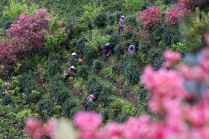 安徽旌德：茶农采摘春茶供应市场