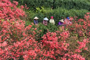 安徽旌德：茶农采摘春茶供应市场