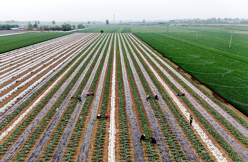 石家庄：暮春时节农民管护西瓜秧苗
