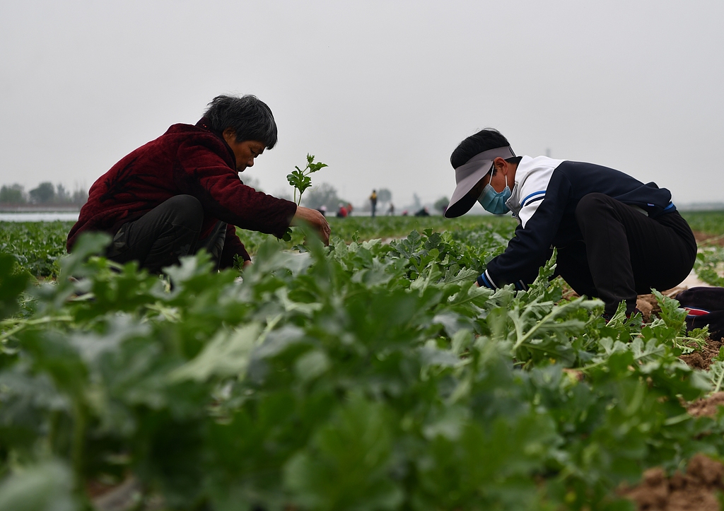 石家庄：暮春时节农民管护西瓜秧苗