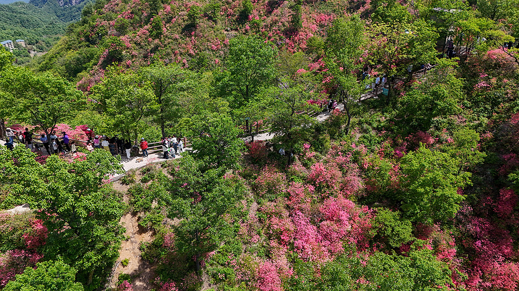 河南鲁山：漫山遍野杜鹃花竞相绽放