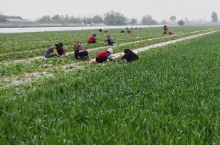 石家庄：暮春时节农民管护西瓜秧苗
