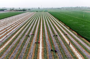 石家庄：暮春时节农民管护西瓜秧苗