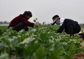 石家庄：暮春时节农民管护西瓜秧苗