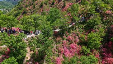 河南鲁山：漫山遍野杜鹃花竞相绽放