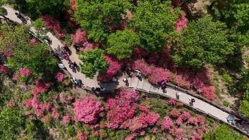 河南鲁山：漫山遍野杜鹃花竞相绽放