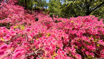 河南鲁山：漫山遍野杜鹃花竞相绽放