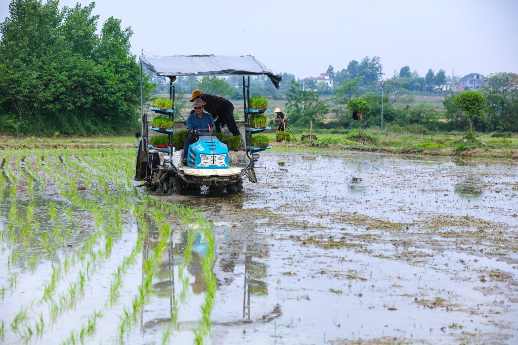 河南信阳：农民抢抓农时忙插秧