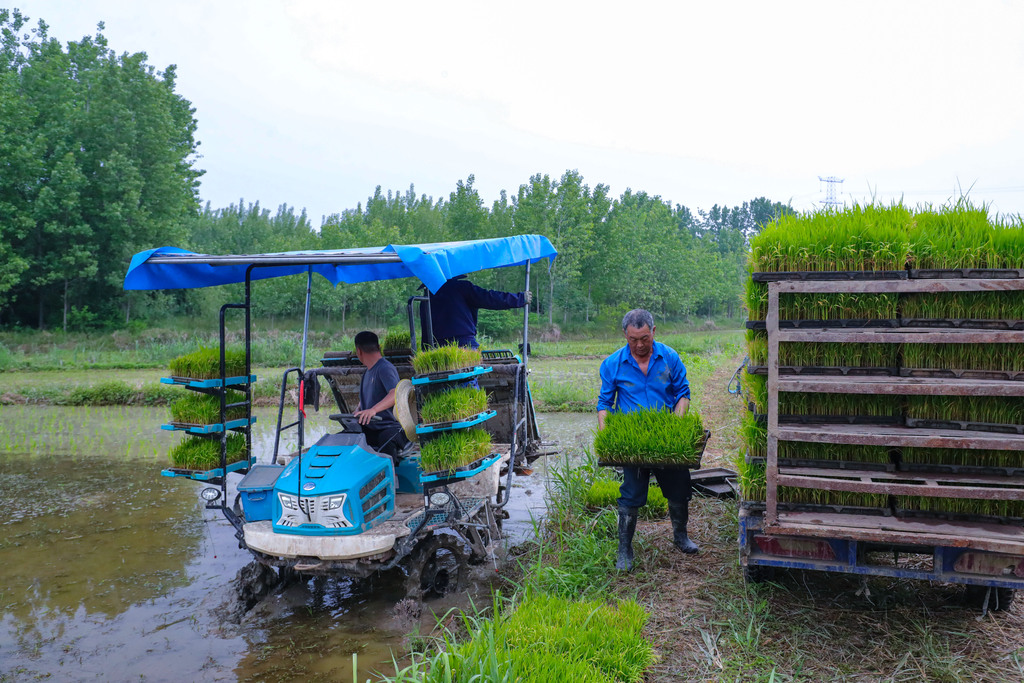 河南信阳：农民抢抓农时忙插秧