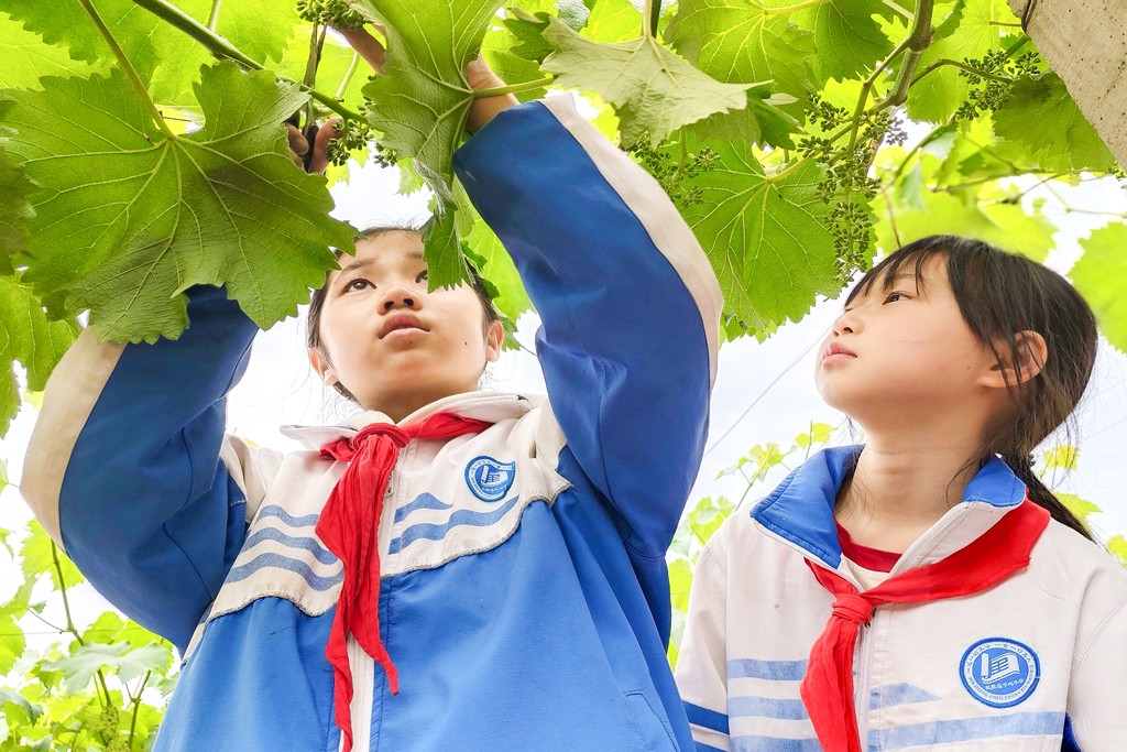 四川巴中：学生果园体验劳动乐趣