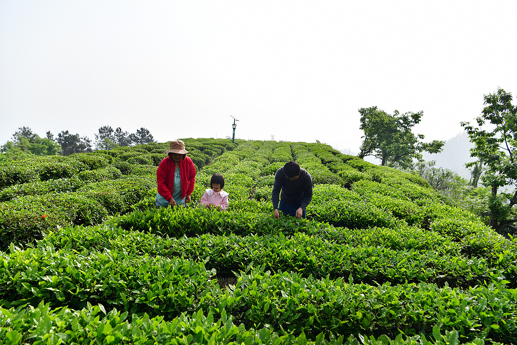 湖北秭归：茶农抢采春茶供应市场
