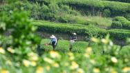 湖北秭归：茶农抢采春茶供应市场
