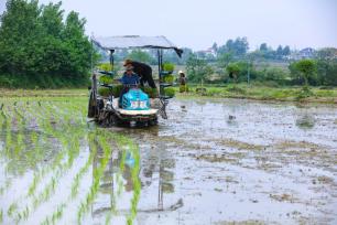 河南信阳：农民抢抓农时忙插秧