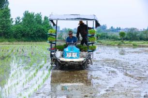 河南信阳：农民抢抓农时忙插秧