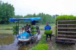 河南信阳：农民抢抓农时忙插秧