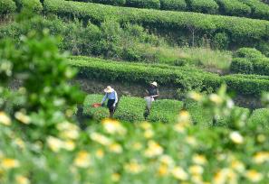 湖北秭归：茶农抢采春茶供应市场