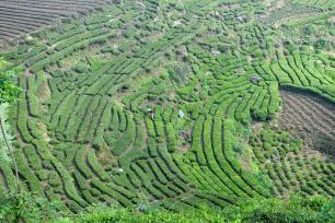 湖北秭归：茶农抢采春茶供应市场