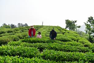 湖北秭归：茶农抢采春茶供应市场