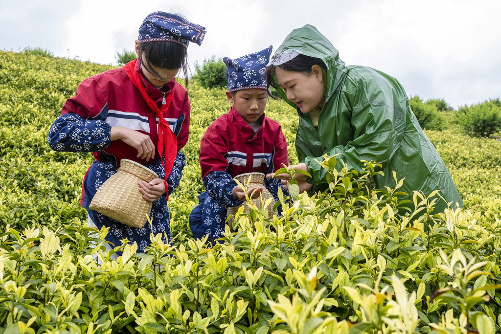 安徽芜湖：劳动实践课堂搬进茶园