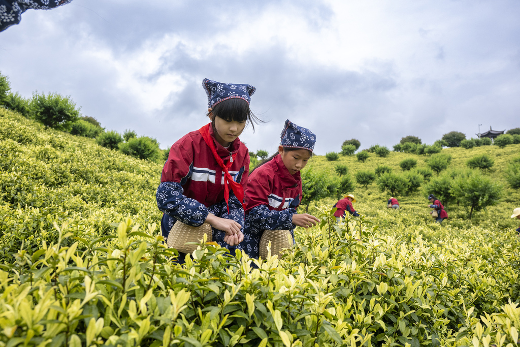 安徽芜湖：劳动实践课堂搬进茶园