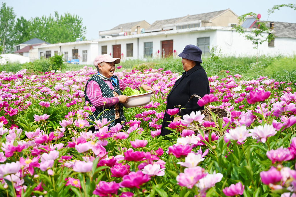 江苏徐州：芍药花开扮靓乡村