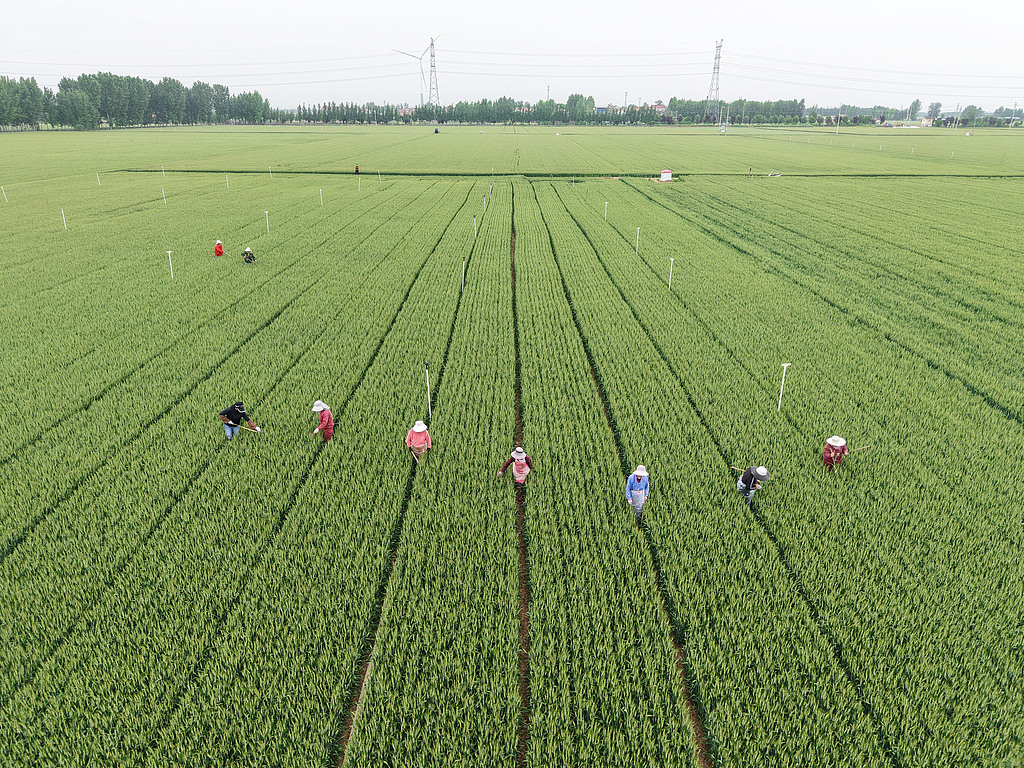 河南温县：农民抢抓农时开展麦田管理