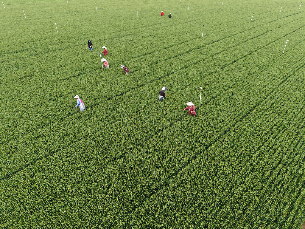 河南温县：农民抢抓农时开展麦田管理