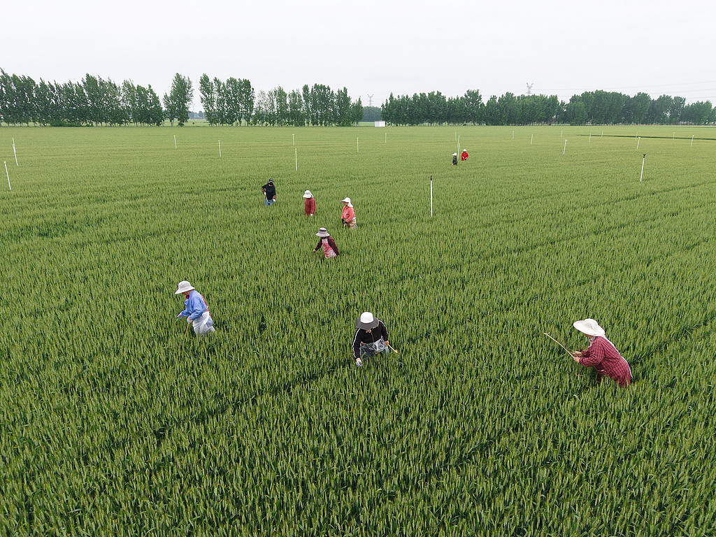 河南温县：农民抢抓农时开展麦田管理