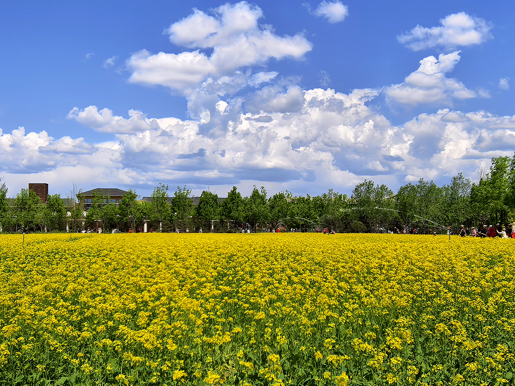北京：油菜花盛开引客来