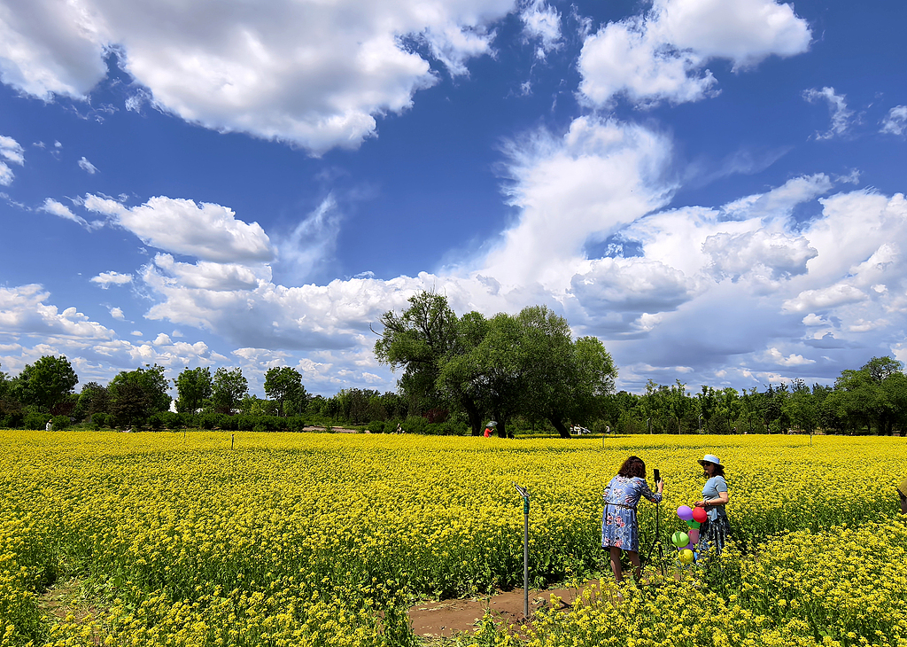 北京：油菜花盛开引客来