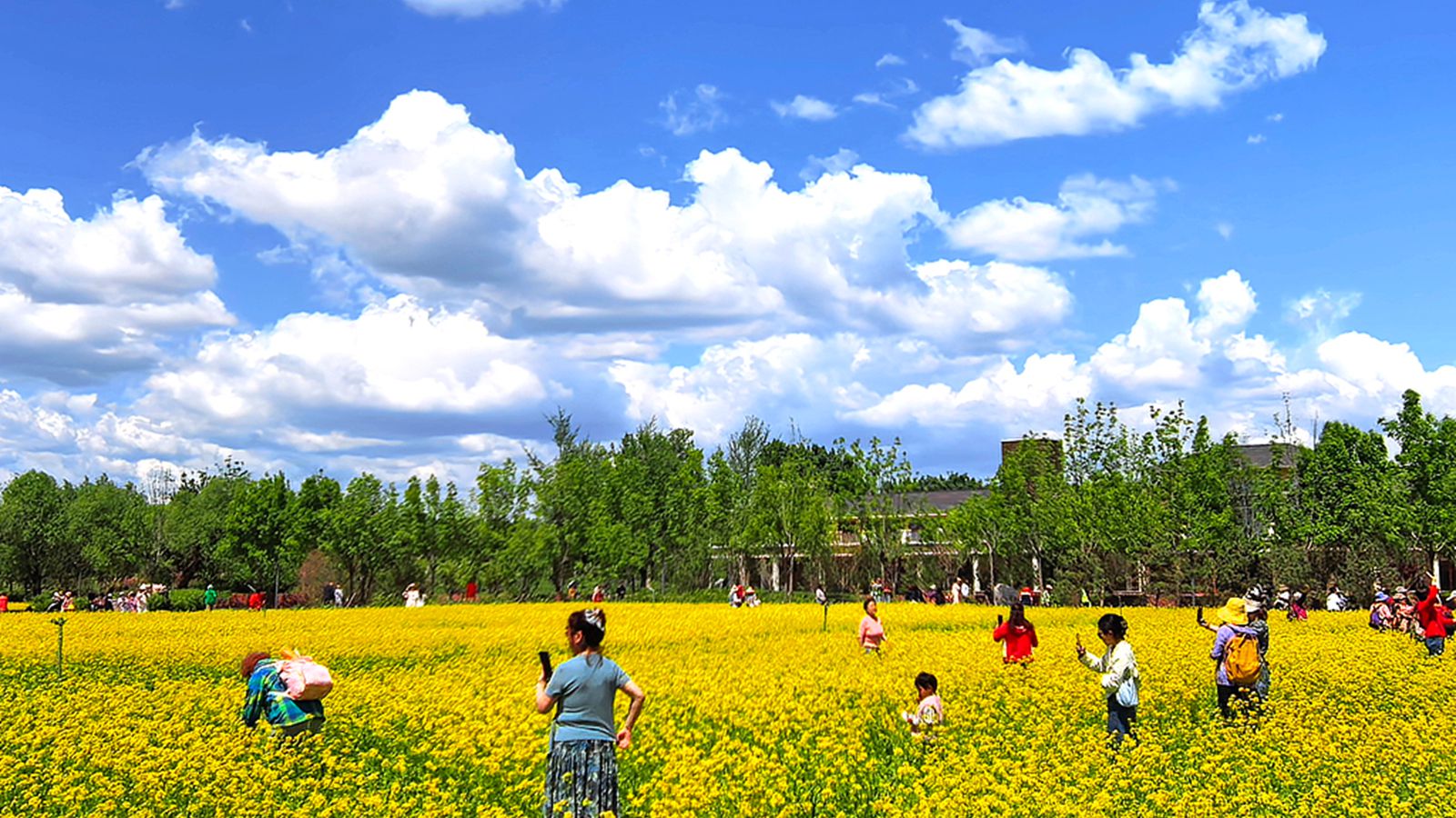北京：油菜花盛开引客来