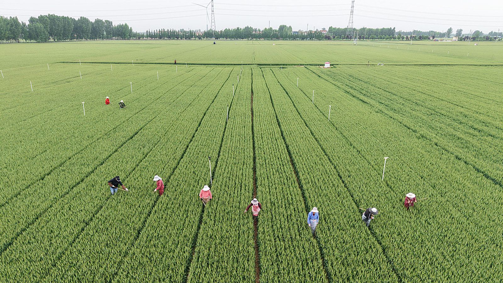 河南温县：农民抢抓农时开展麦田管理