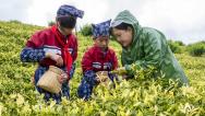 安徽芜湖：劳动实践课堂搬进茶园
