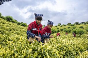 安徽芜湖：劳动实践课堂搬进茶园