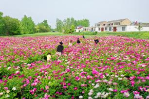 江苏徐州：芍药花开扮靓乡村