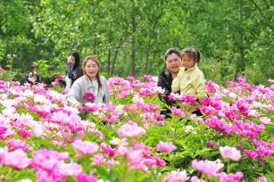 江苏徐州：芍药花开扮靓乡村