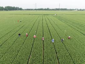 河南温县：农民抢抓农时开展麦田管理