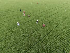 河南温县：农民抢抓农时开展麦田管理