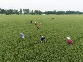 河南温县：农民抢抓农时开展麦田管理