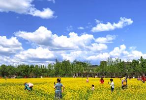北京：油菜花盛开引客来