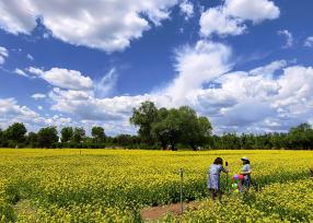 北京：油菜花盛开引客来