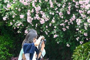 重庆：古城花开迎客来