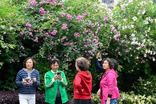 重庆：古城花开迎客来