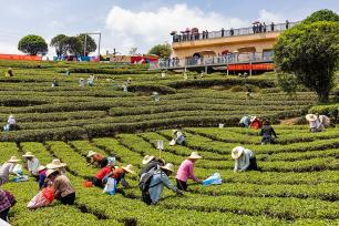广西昭平：游客采摘春茶体验劳动乐趣