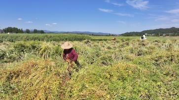 湖北房县：油菜丰收农户忙收割