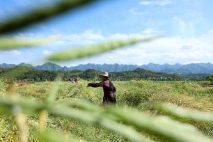 湖北房县：油菜丰收农户忙收割