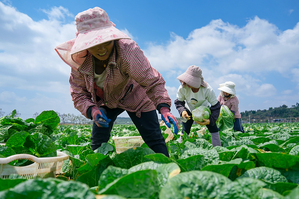云南曲靖：农户在种植基地采收大白菜