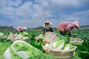 云南曲靖：农户在种植基地采收大白菜