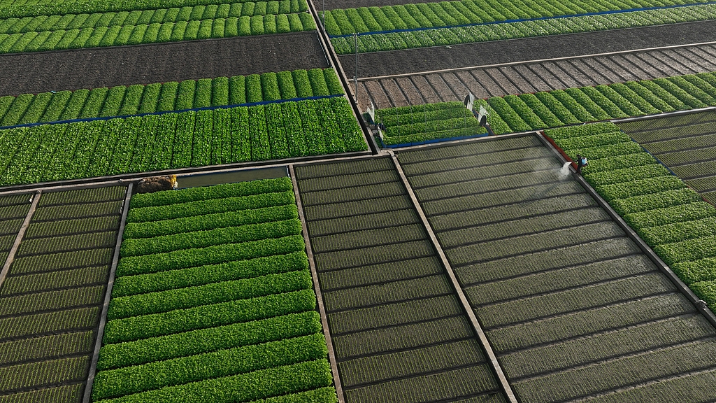 云南玉溪：菜农在蔬菜种植基地采收芹菜