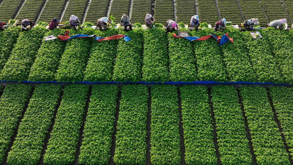 云南玉溪：菜农在蔬菜种植基地采收芹菜